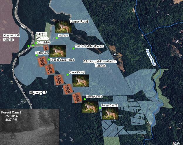 Lion activity near the proposed crossing on June 1-2 and July 2. Courtesy Pathways for Wildlife.