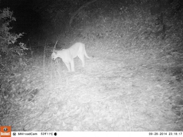 The McDougal lion on Sept. 28 on the west side of Hwy 17, on the "Marywood" parcel sought by Land Trust. He was fatally hit by a car on Hwy 17 on Nov. 6 near the proposed wildlife crossing site. Pathways photo.