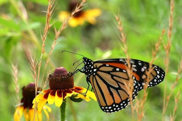 Monarch butterflies overwinter at Natural Bridges, leaving in late January or February. Photo credit: Clinton and Charles Robertson via Wikimedia Commons.