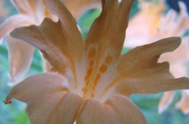 Mimulus: the monkey flower.