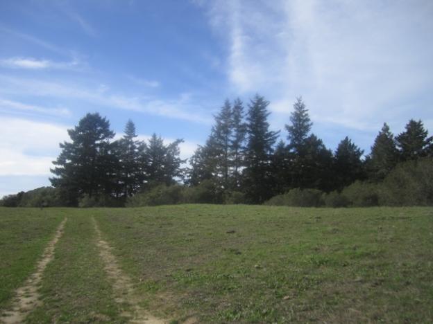 On Terrace Trail looking toward the Vernal Ridge. Those are Doug firs growing from a ravine. Hilltromper photo.