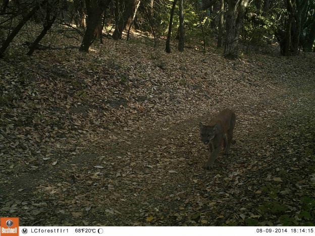 The McDougal lion on Aug. 9, a few minutes later, still on the east side of Hwy 17. Pathways photo.