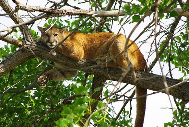 8. Wild, endangered creatures like mountain lions, coho salmon and marbled murrelet depend on the local redwood forests. (More below.) Photo by USFWS Mountain-Prairie.