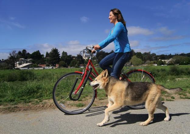 Notice that this dog is not pulling his mistress's arm out of its socket, thanks to the Moved by Bikes Dog Runner.