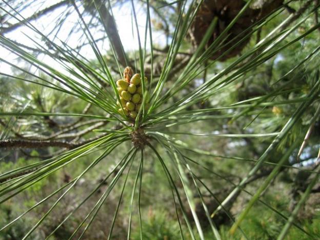 Seed cluster on one of the massive Monterey pines in the park's northeast corner. Photo credit: Hilltromper.