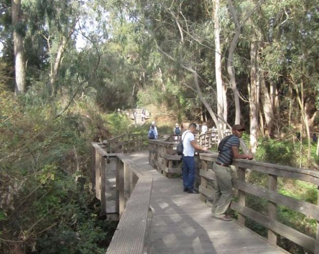 Dare you to get on the boardwalk to the Monarch Grove and not groove on nature. Photo credit: Hilltromper.