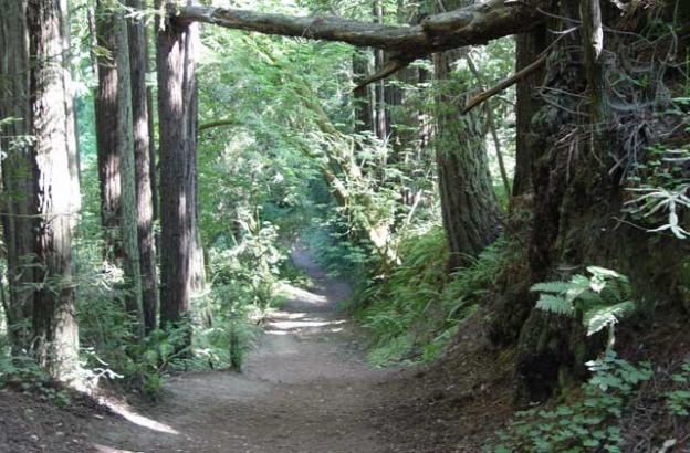Nisene Marks State Park features old-growth redwoods, ocean vistas and the epicenter of the Loma Prieta earthquake. Dusty Nelson photo. 