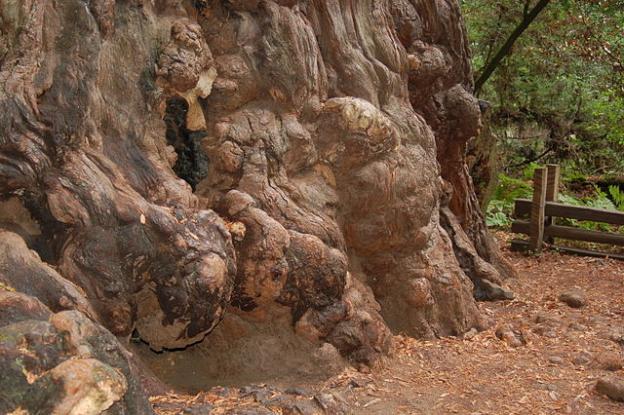 2. Officially, the oldest living coast redwood is at least 2,200 years old, but foresters believe some individuals may be much older. (More below.) Photo by Larry McElhiney / Creative Commons.