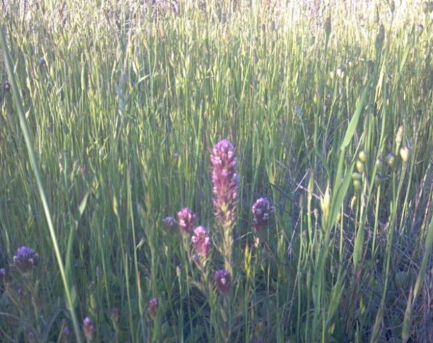 Purple owl's clover.