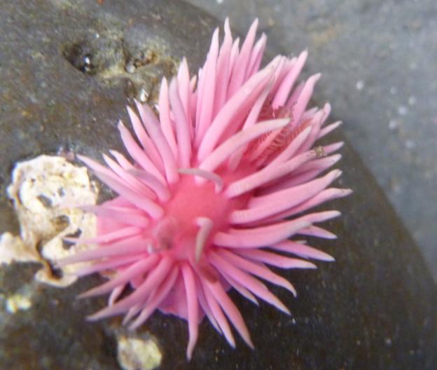 Living short lives and reproducing quickly, these sea slugs are perfect specimen for studying seasonal ocean changes. Photo by Rebecca Johnson.