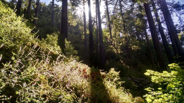 Trail eye view. Photo by Malone Ahern
