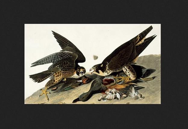 The peregrine's diet consists almost exclusively of other birds. Illustration by James Audubon.