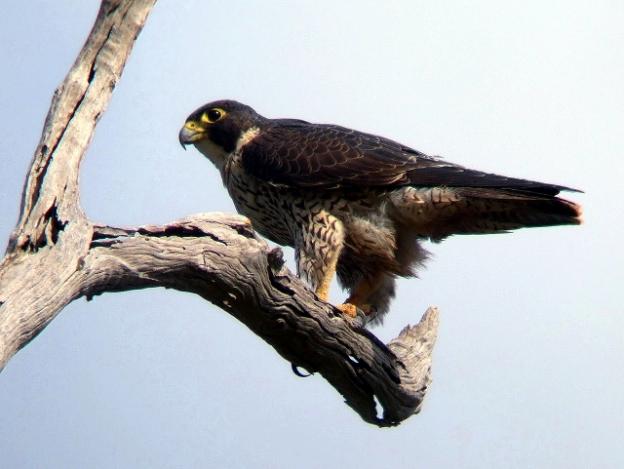 Once endangered, peregrine falcons now inhabit most of the world's continents. Photo by Aviceda/Creative Commons.