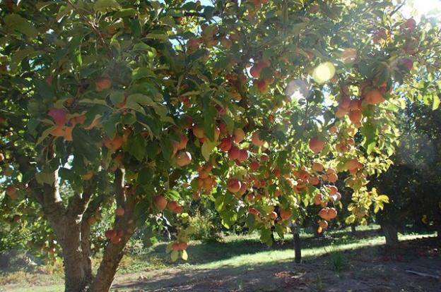 The Land Trust purchases easements on properties like the Pista Farmland apple orchard, which supplies fruit to Martinelli's, to limit sprawl while keeping working lands in production. Photo courtesy Land Trust.