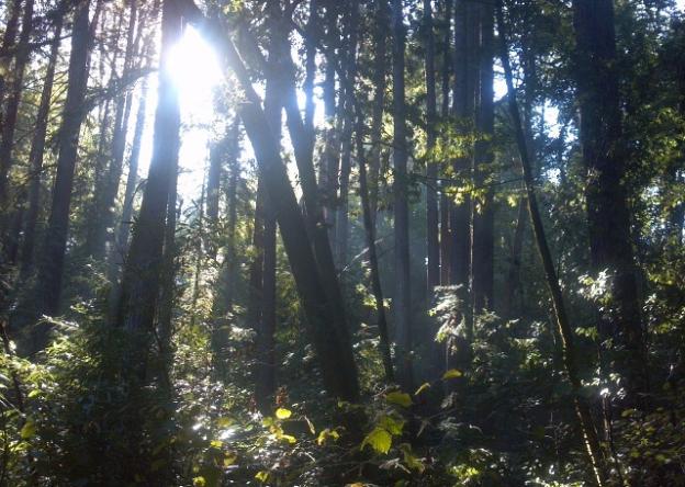 Looking up the hill at the junction of Lookout Trail and Pogonip Creek Loop. Hilltromper photo.