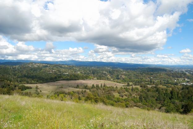 View of Pogonip from UCSC, with puffy clouds overhead. Photo credit: Don Mussell.