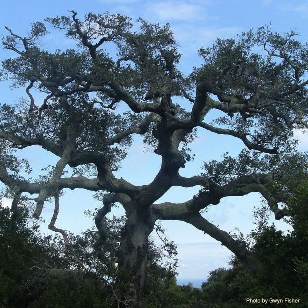The entrance to Spring Trail is festooned with gorgeous coast live oaks. Photo credit: Gwyn Fisher.