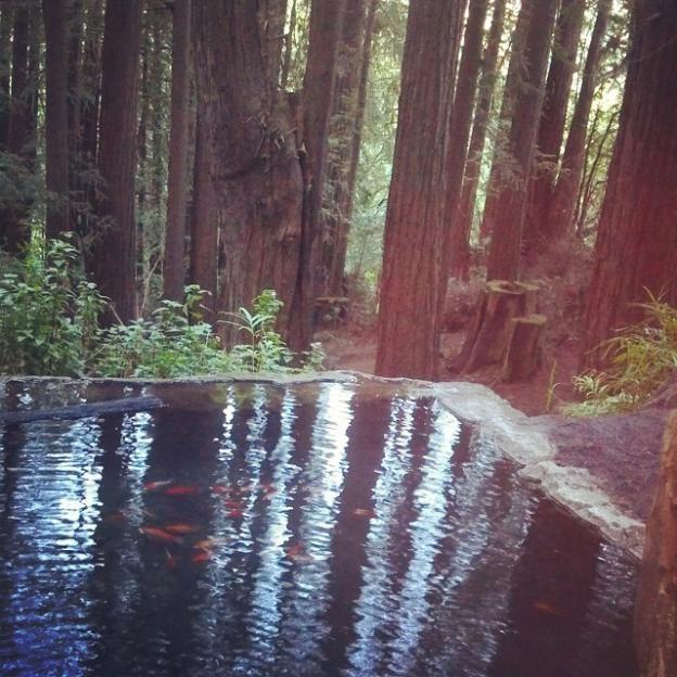 The koi pond off Spring Box Trail is locally famous. Photo credit: Hilltromper.