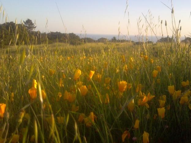 Poppy field at the top of Wilder Ridge Loop.