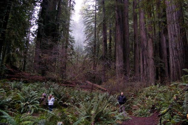 Old growth redwoods in Prairie Creek State Park. Photo courtesy Greg King.