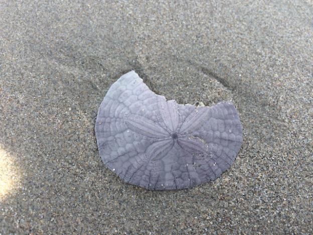 Living sand dollars are purple and bristly. This one is recently dead.