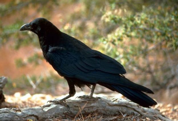 The presence of ravens, encouraged by crumbs, poses a threat to Big Basin's marbled murrelets. Public domain photo.