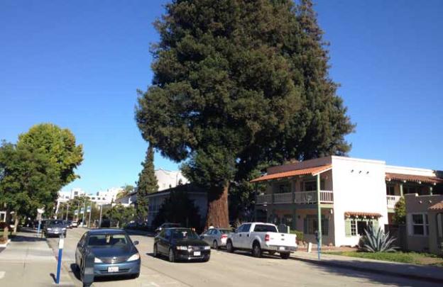 7. Redwood trees help maintain a stable, human-friendly climate. (More below.) Photo by Hilltromper.