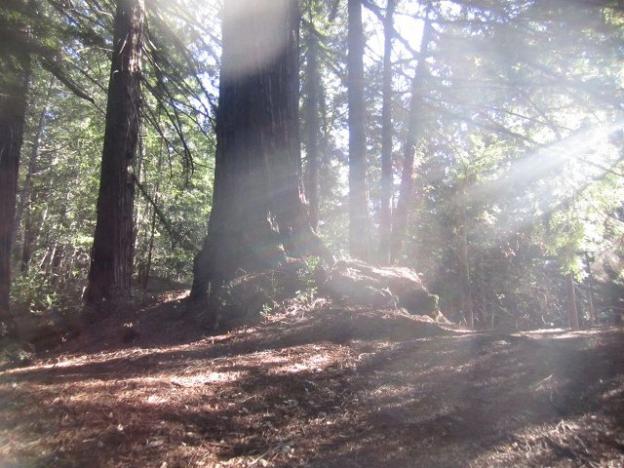 Middle Ridge Fire Road has it all—big redwoods, angel rays. Photo by Hilltromper.