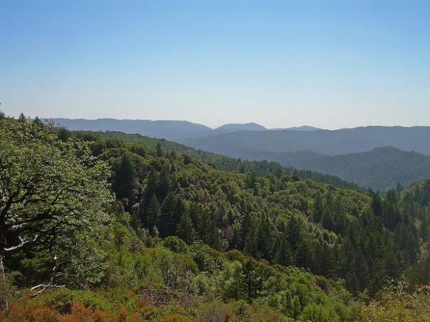 10. Today, we have a rare chance to reassemble the once-vast and vibrant local redwood forest between Silicon Valley and the Pacific Ocean. (More below.) Photo by David Sawyer / Creative Commons