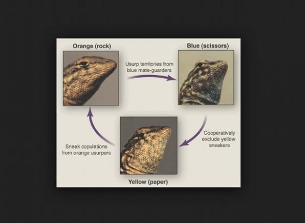 UCSC professor Barry Sinervo's rock-paper-scissors model of this lizard's mating strategy.
