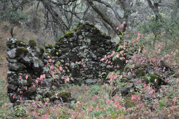 The stone walls of a homesteader's cabin stand amid rust-colored poison oak.