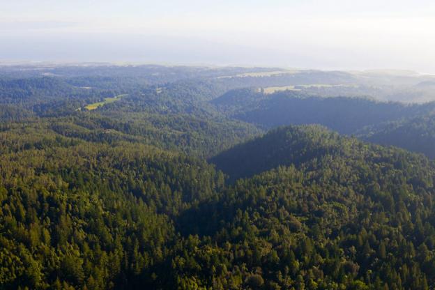 San Vicente Redwoods photo by William K. Matthias.