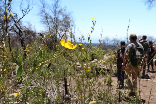 A wildflower blooms along the trail at San Vicente Redwoods. Photo © Mike Kahn