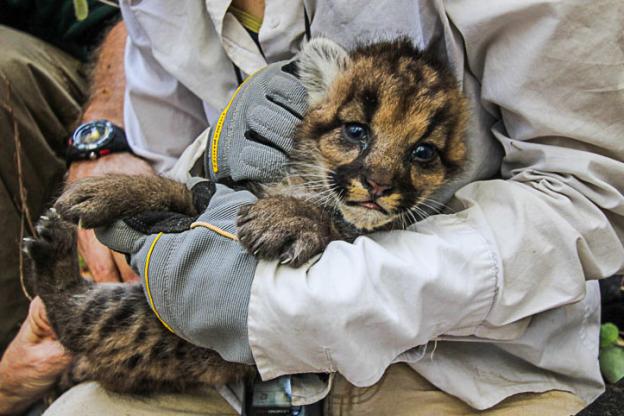 Mountain lion kitten known as '40F' in the arms of a researcher from the Santa Cruz Puma Project. Photo by Yiwei Wang.