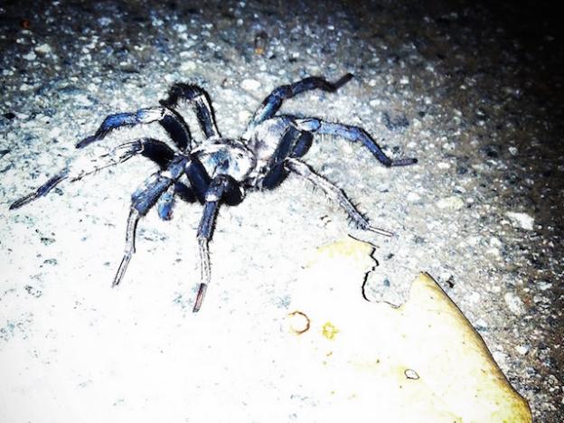 While at Pogonip, look out not to run over a wolf spider!