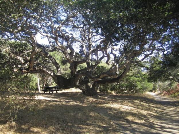 Schwan Lake has some spectacular oak trees, none more grand than this specimen on the park's western edge. Hilltromper photo.