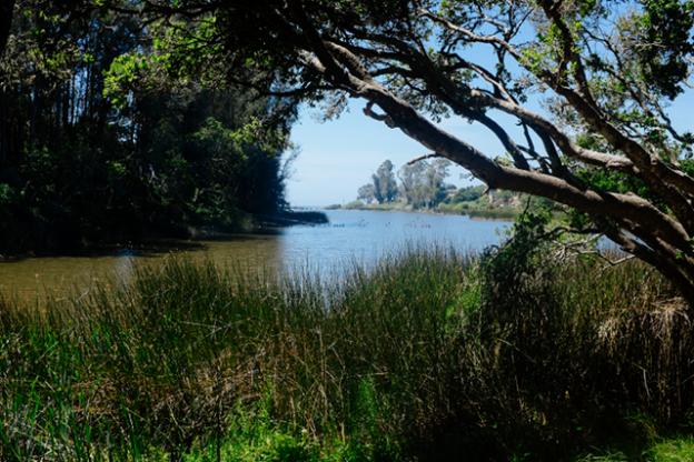 Surrounded by eucalyptus and oak, Schwan Lagoon is home to egrets, cormorants and a host of other birds. Eric Ressler photo.