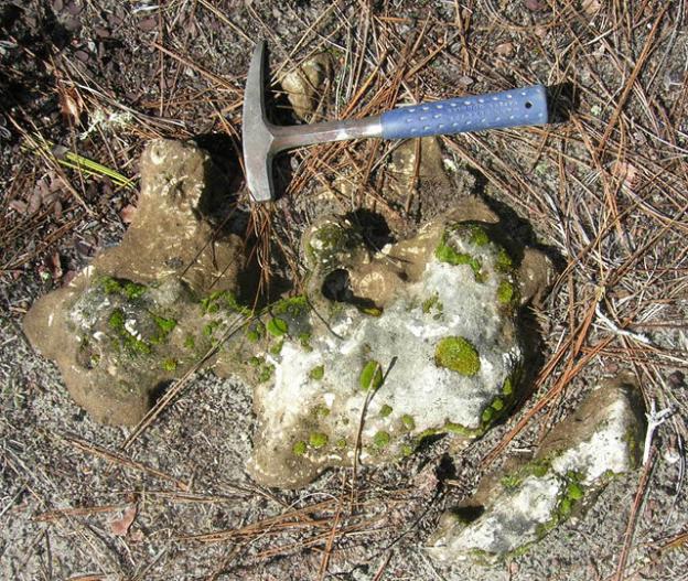 One of the slabs in the 'chimney zone.' The light-colored portions of the slab are pieces and complete skeletons of the fossil sand dollar Astrodapsis. Hilde Schwartz photo.