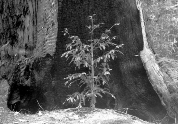 4. While there are 2,000-year-old redwoods in our neighborhood, most of the redwoods we see are much, much younger. (More below.) Photo courtesy Sempervirens Fund.