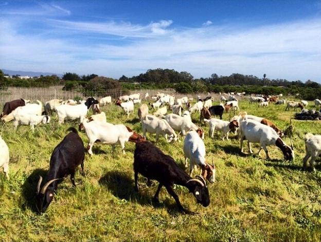 Alas, the goats rarely smile for photos. Photo by Allison B. Titus.