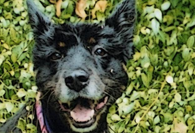 Shelby, border collie and chow. Photo courtesy Robert Sward.