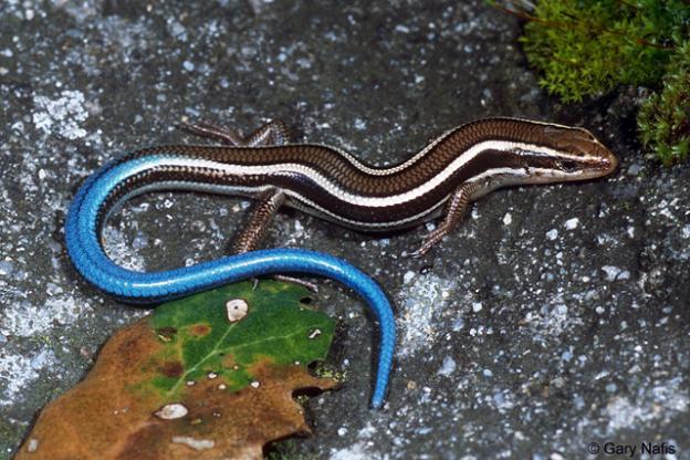 The brilliant blue tail of a Skilton's Skink has baffled many a hiker and cyclist. Photo by Gary Nafis.