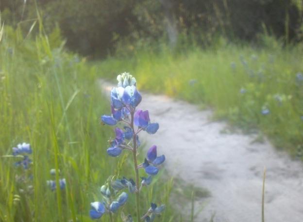 Sky lupine on Twin Oaks Trail, a welcome sign of spring.