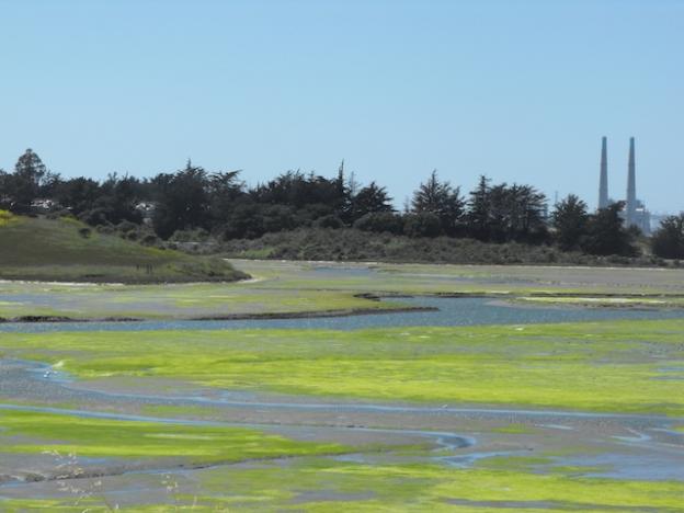 The Pick-n-Pull, visible through the trees at left, recycles automobiles. Runoff from the facility flows into the Slough, a cause of concern for the Ecological Rights Foundation. Hannah Moore photo. 