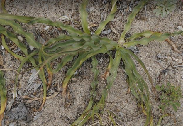 The wavy leaves of the soap plant as seen on the beach near Younger Lagoon. Photo by oliveoligarchy on Flickr.