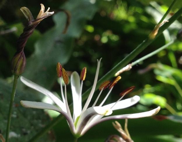 This shows a newly opened soap plant; its anthers are changing color from crimson to golden. To the left is a wilted bloom that opened the day before. Photo by Morgan Dill.