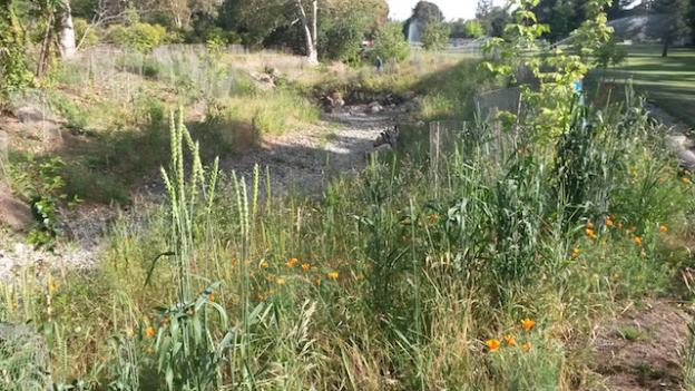 Stevens Creek restoration and park renovation in Cupertino. Courtesy ECI.