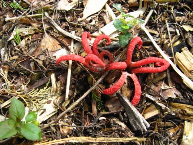 The Stinkhorn Octopus Mushroom, an alien-looking tropical fungus that you'll find at Bamboo Giant. Bamboo Giant photo.