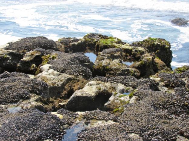Tidepools at the edge of the intertidal zone are very active with marine life. 