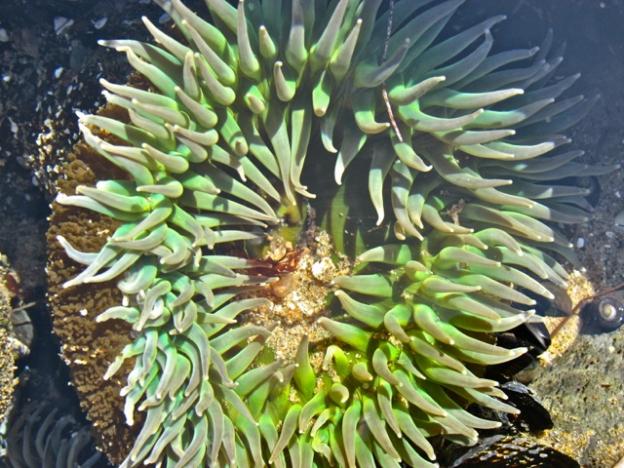 A giant green sea anemone shows off its vibrant colors. 